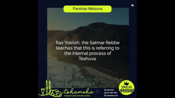 Tohameha / Metzorah